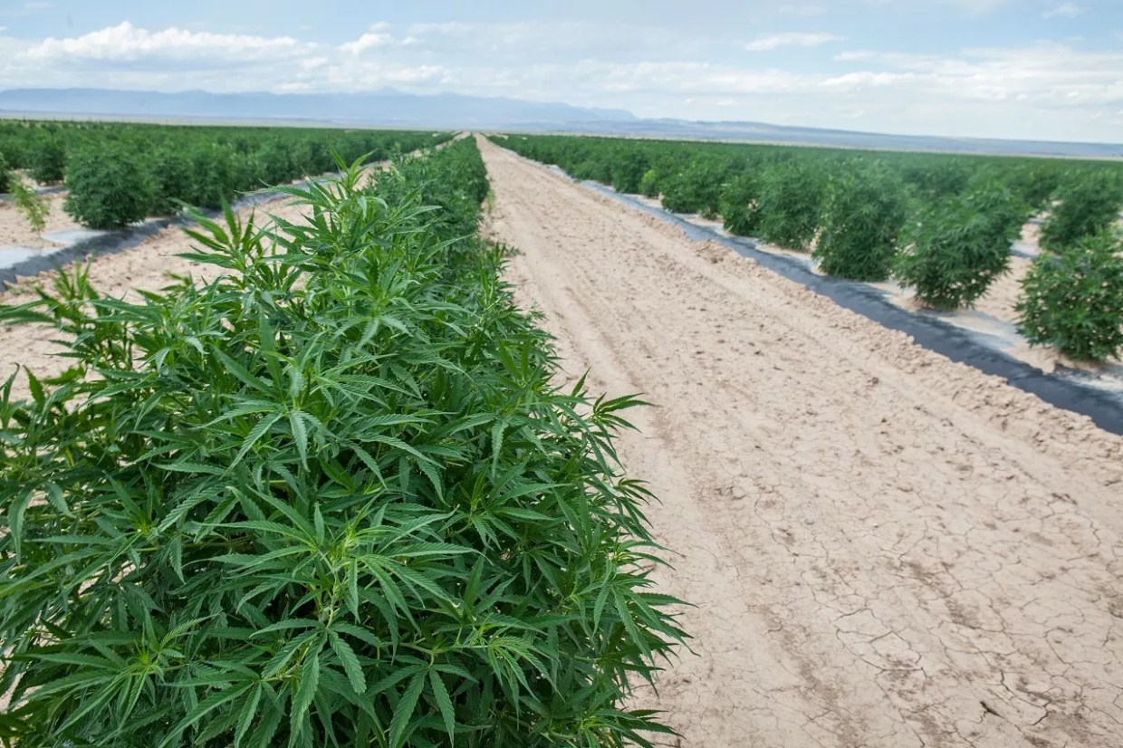 Colorado’s New Hemp Regulations Increase Contaminant Testing