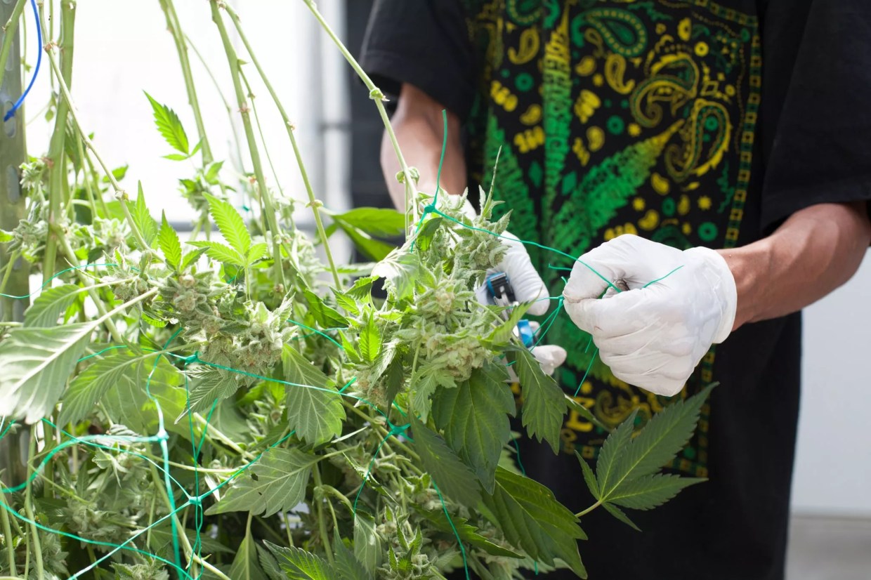 Colorado Announces Support Office, More Loans for Marijuana Industry