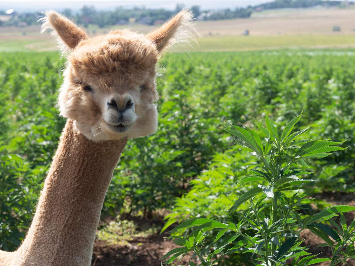“Alpaca Gold” Is Boulder Hemp Farm’s Fertilizer of Choice