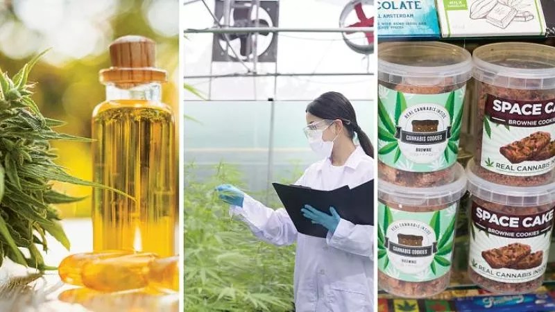 Community College of Denver Now Offering Cannabis Business Degree