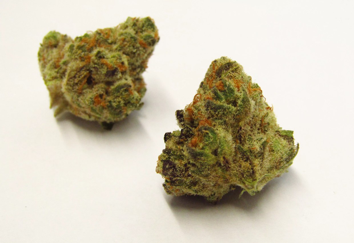 Why Colorado Tokers Love Concord Crush