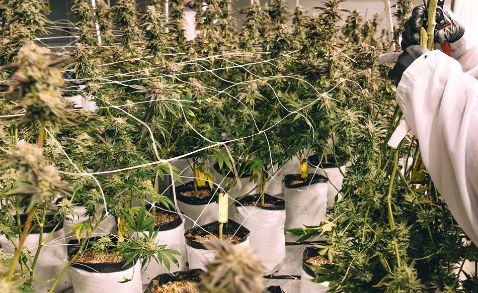 Did Colorado’s Marijuana Industry Finally Plateau Over the Summer?