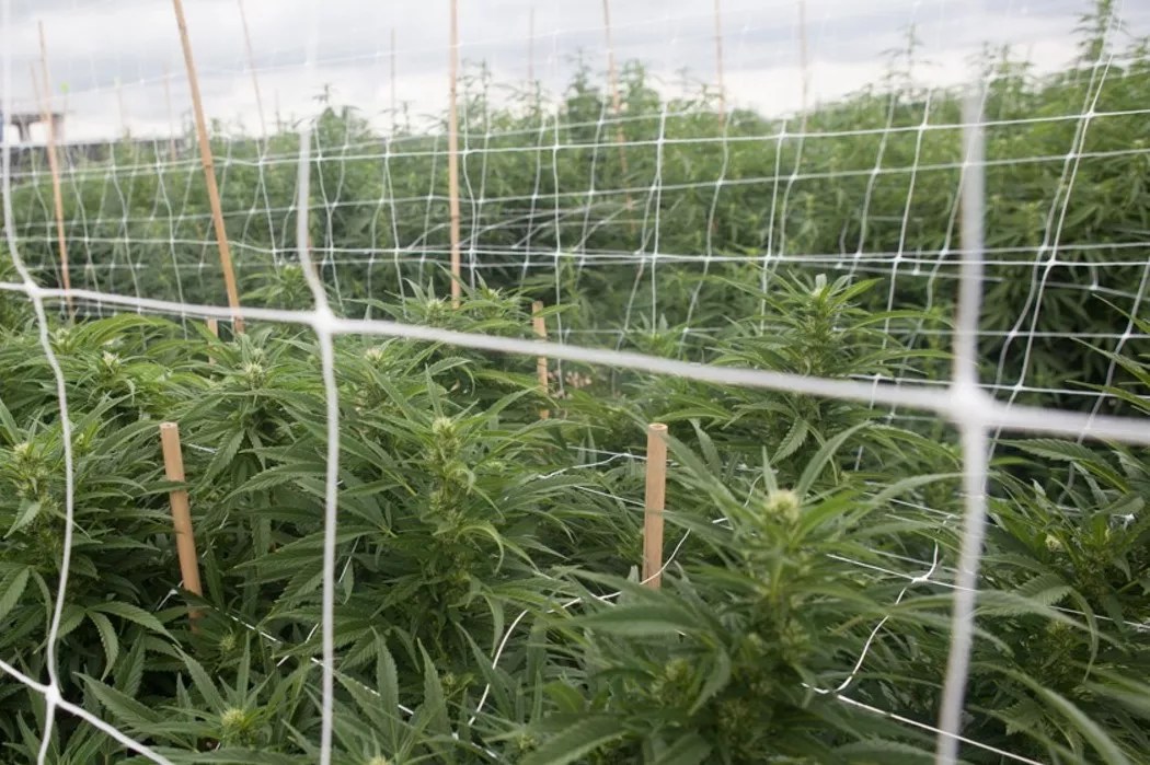 Massachusetts Company Finalizes Purchase of Colorado’s Largest Marijuana Farm