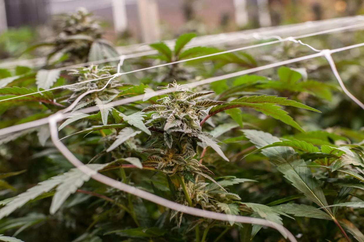 Nearly Seventy Marijuana Harvest Batches Recalled Over Mold Worries