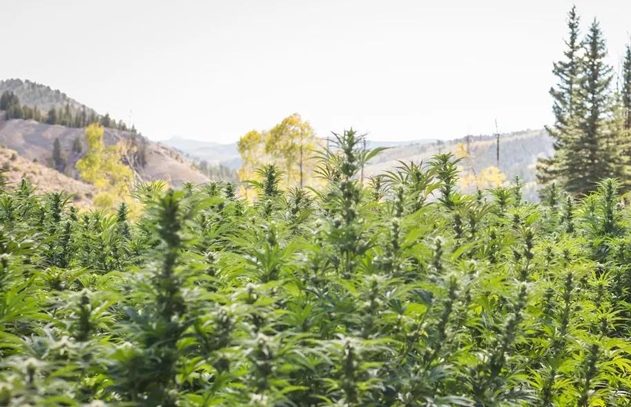 Colorado Cannabis Has a Pollination Problem to Address