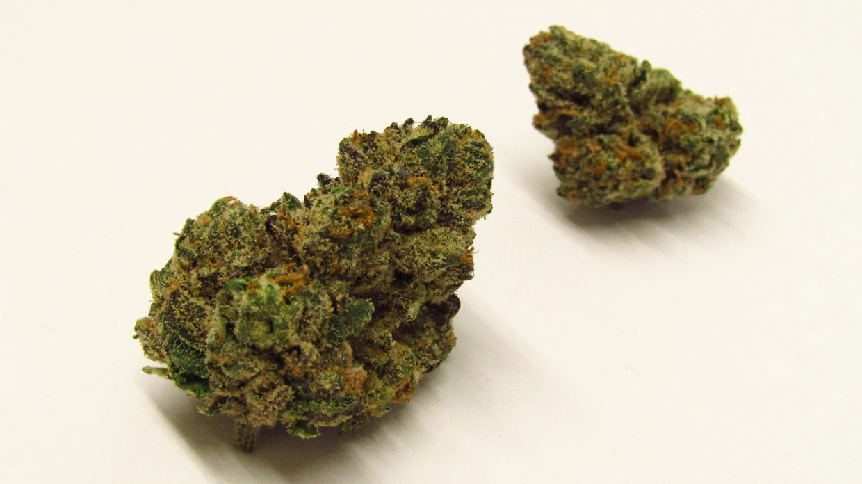 Why Colorado Tokers Love White Runtz