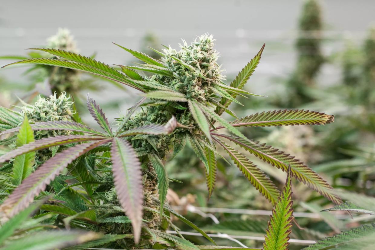 Mercury Levels Flag Medical Marijuana Recall
