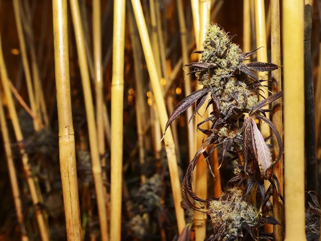 Wholesale Marijuana Prices Fall Hard Amid Sales Decline