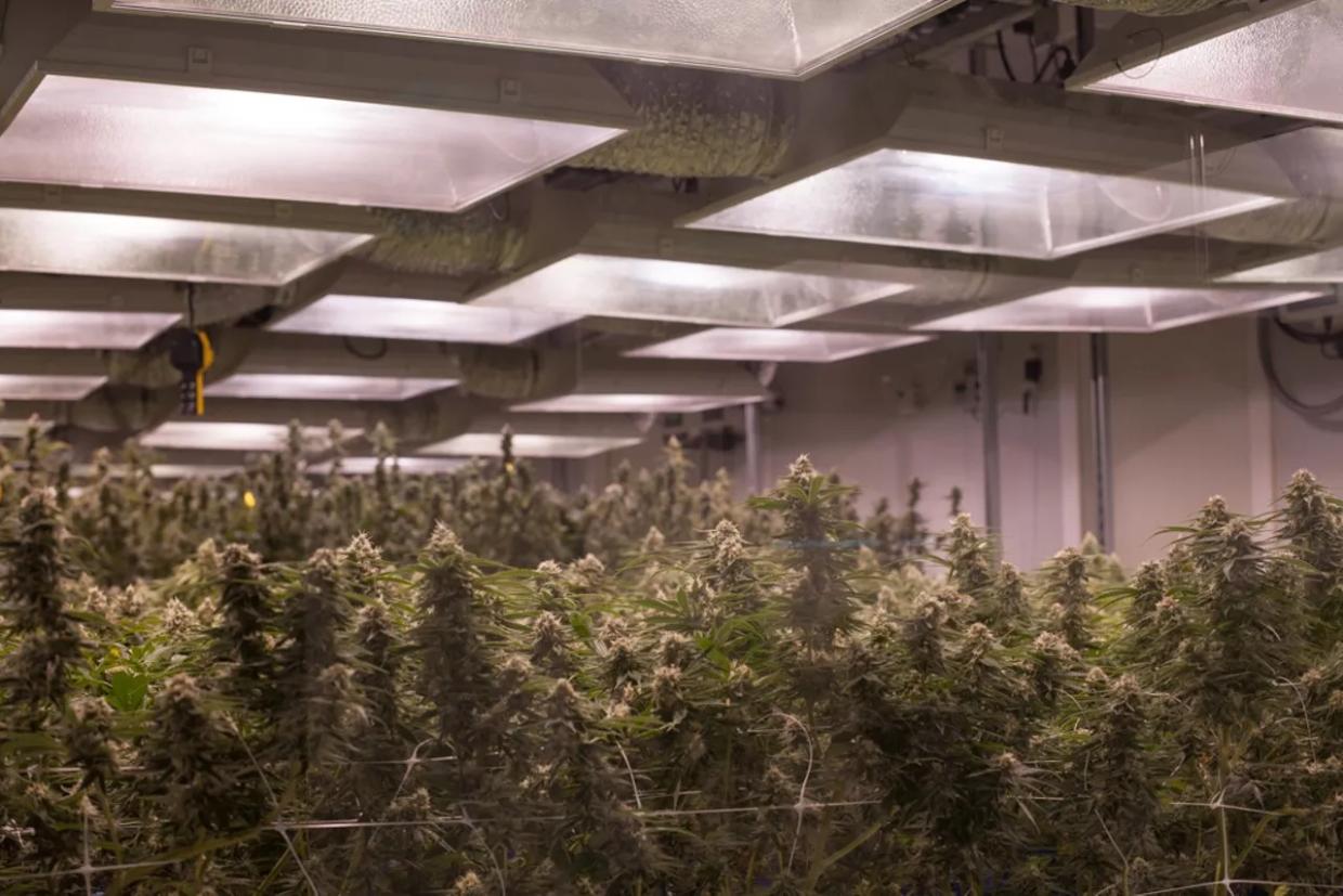 Where Colorado Ranks in Marijuana Tax Revenue