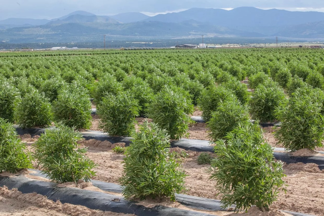 Colorado’s Hemp Industry Faces Testing Challenges