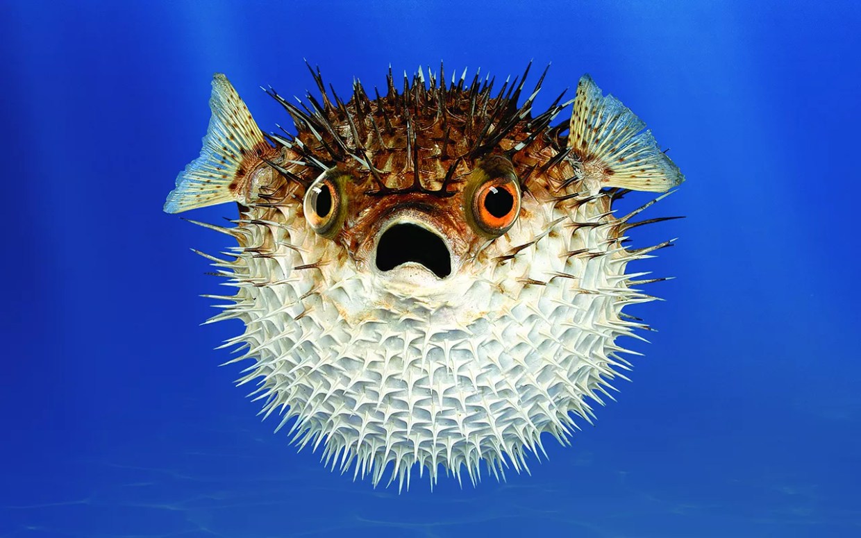 Employees Think Something’s Fishy at Downtown Aquarium