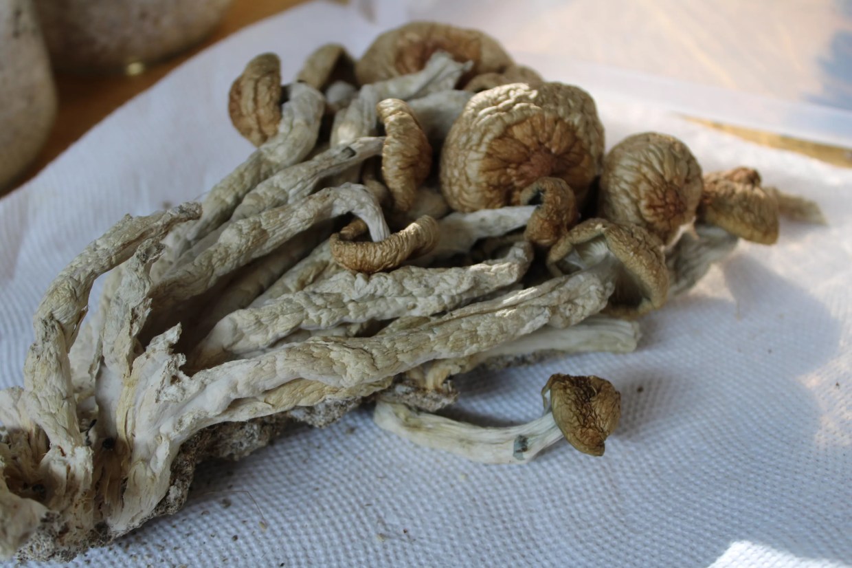 Drug Charges Dropped Against Mushroom Rabbi After Colorado Legalizes Psilocybin