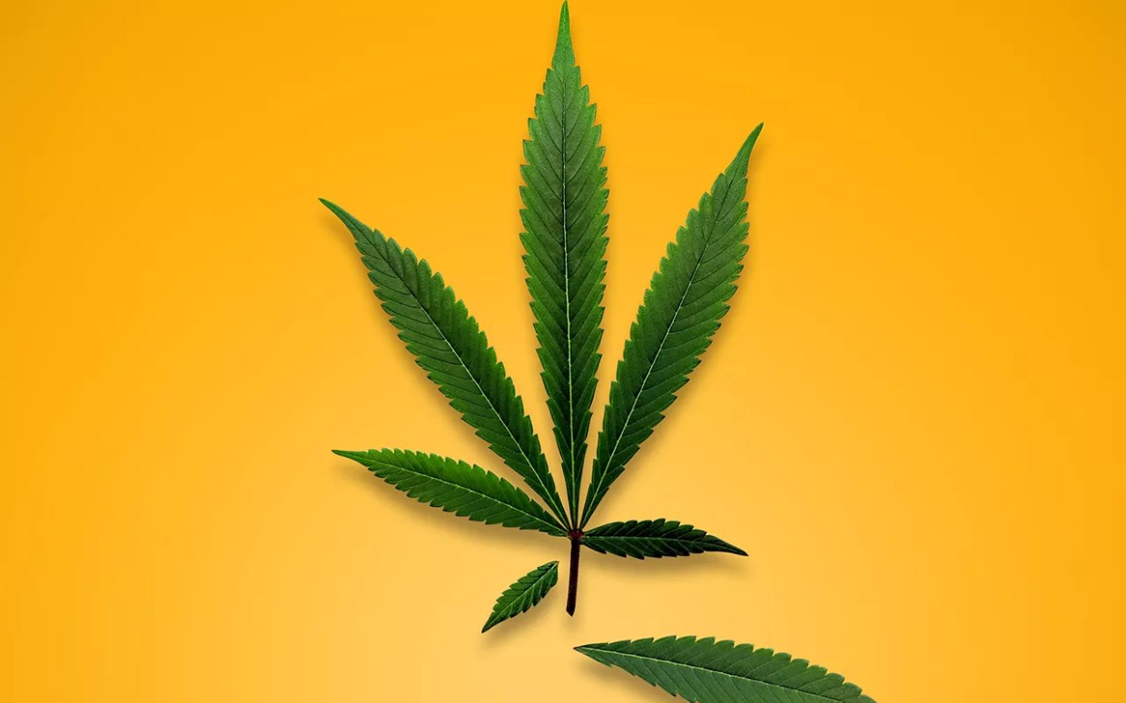 Is a New Colorado Law Nipping Medical Marijuana in the Bud?