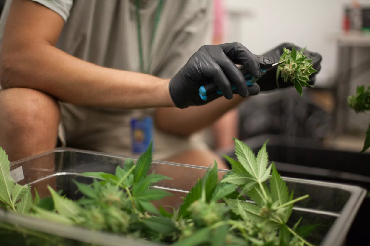 Colorado Offering Classes and Support Programs for Marijuana Entrepreneurs