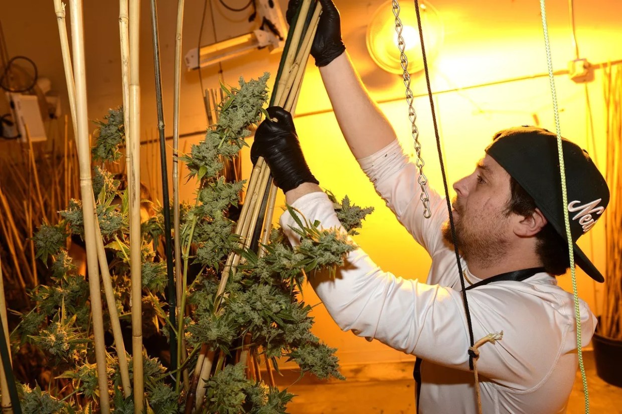 State-Funded Marijuana Business Grants Now Available in Colorado