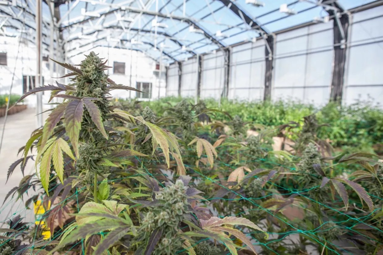 Colorado Marijuana Sales Drop to New Lows at Start of 2022