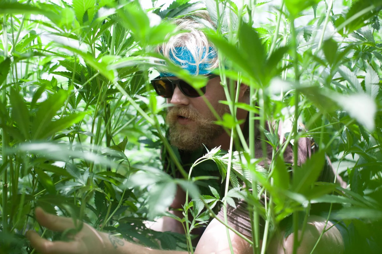 State Senate Rejects Attempt to Tighten Marijuana Industry Supervision