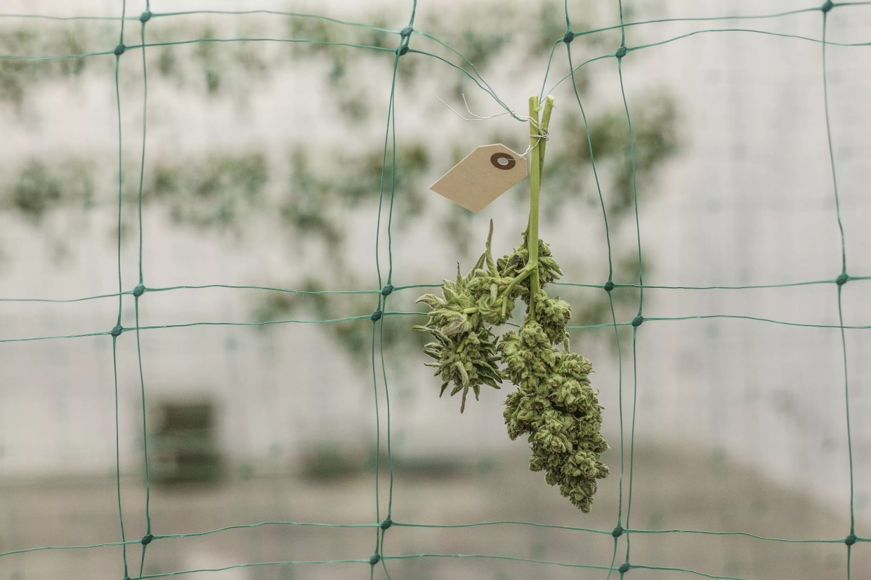 Colorado Marijuana Sales on Nine-Month Decline