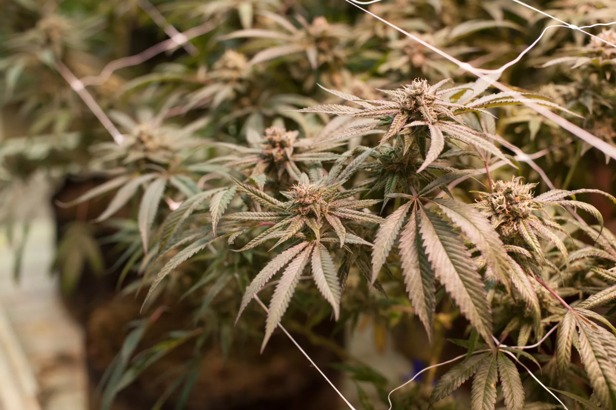 Mold Prompts Boulder Marijuana Recall…on 4/20