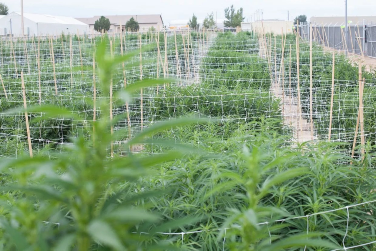 What’s Up With Pueblo’s Cannabis Scene?