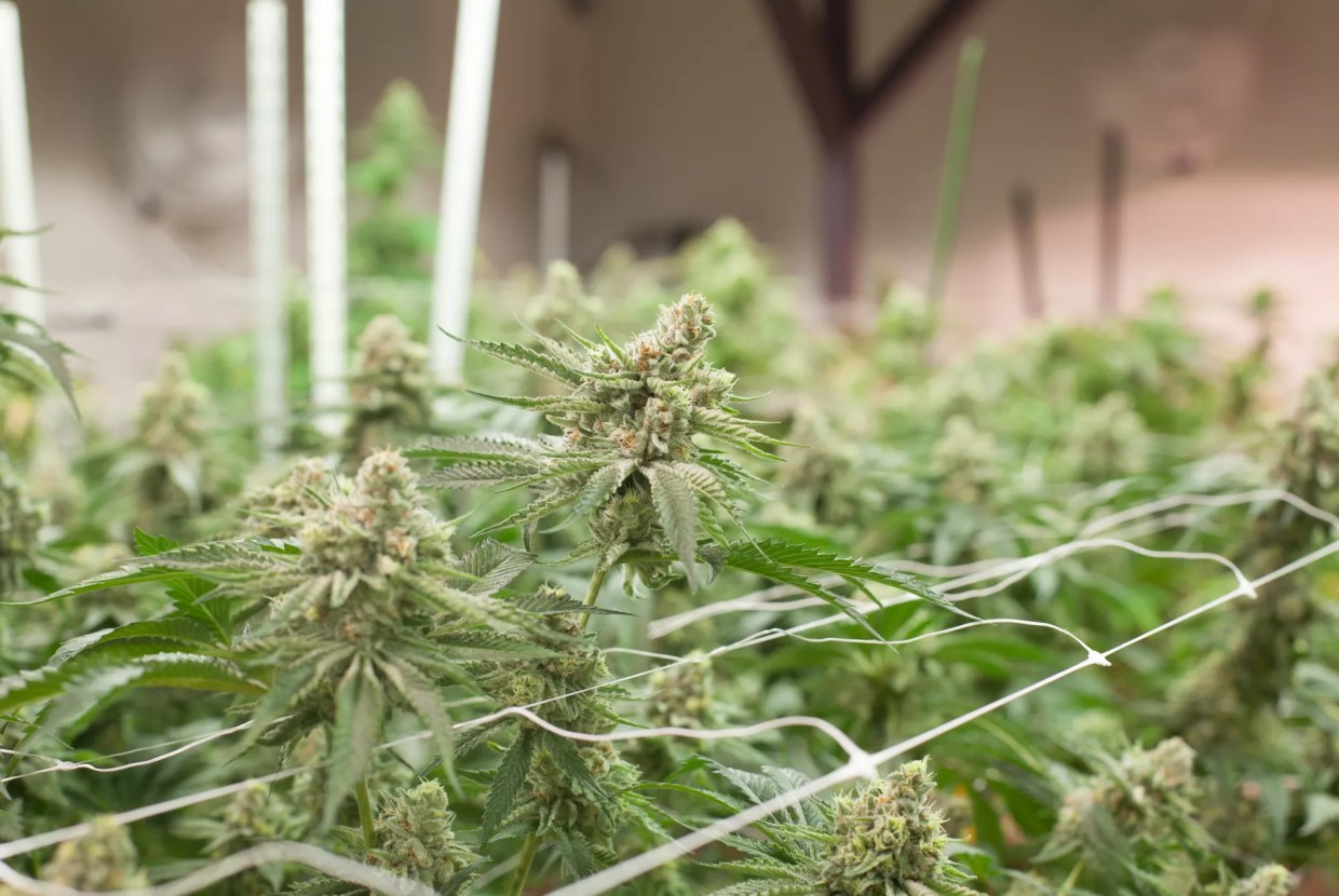 Stinky Weed Isn’t Killing the Ozone Layer After All