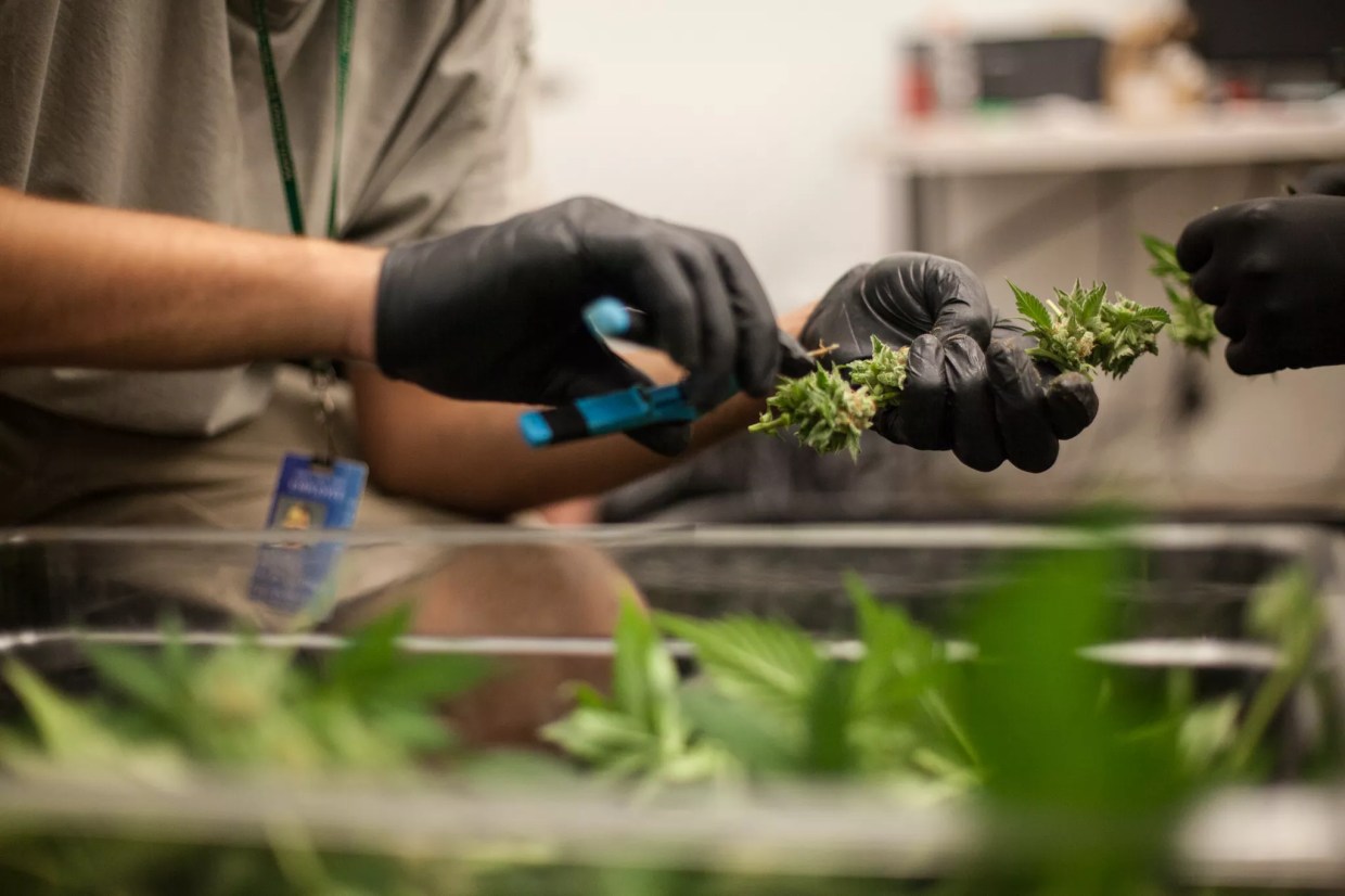 Hispanics Still Waiting on Rightful Space in Legal Cannabis