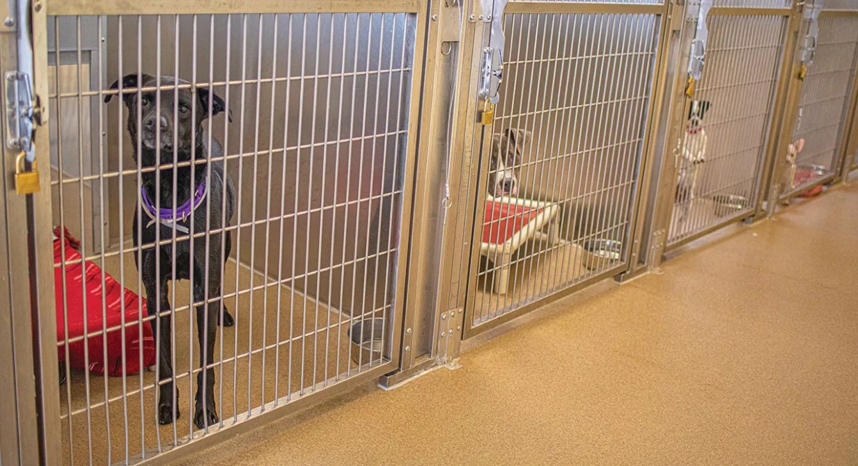 Denver Dog Owners Are Sending Their Pets to the Pound in Record Numbers