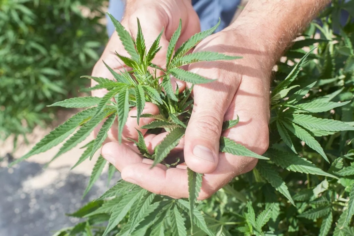 Hemp Production Down by Almost 50 Percent — but Why?