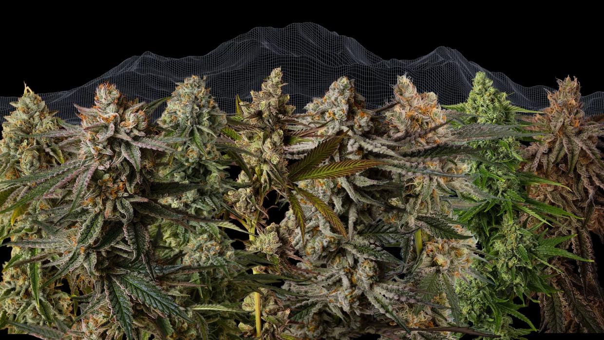 Good Chemistry Changes Formula With New Breeding Program