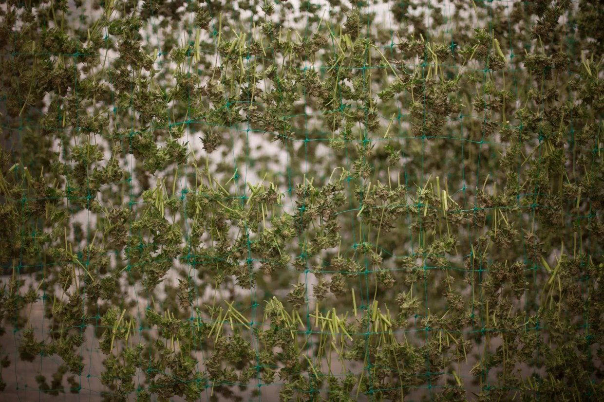 Marijuana From 710 Labs Recalled Over Mold and Yeast Levels