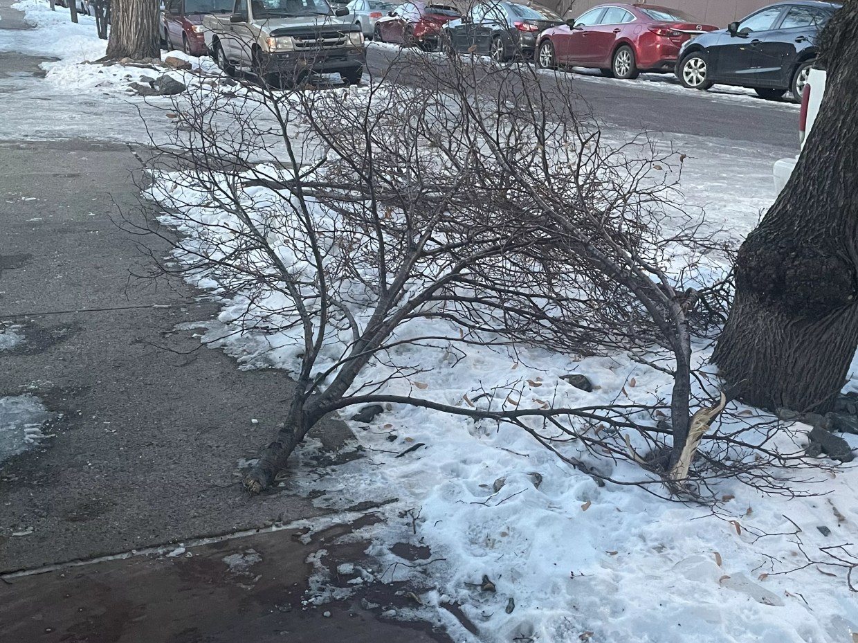The Root of the Problem? Tree Branches Everywhere, and Someone Has to Clean Them Up