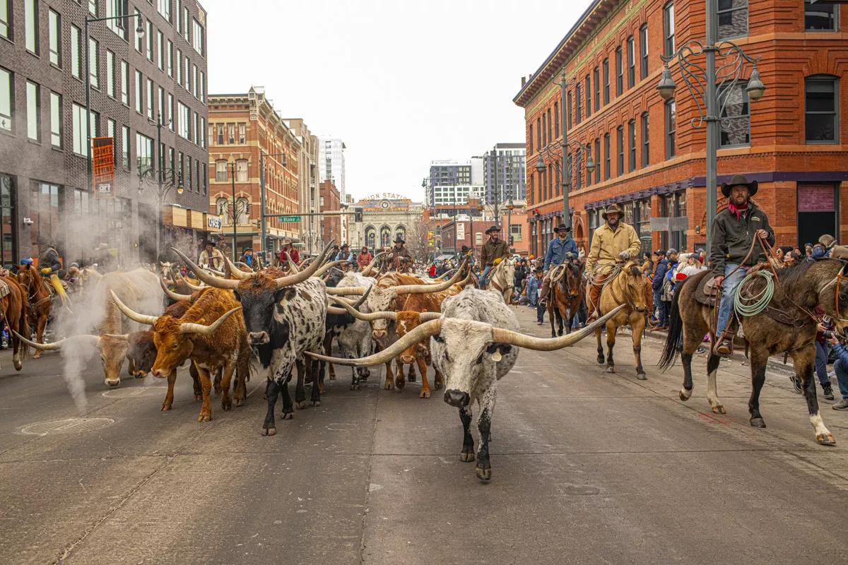 Colorado Ranchers and Consumers Can Team Up to Make Beef Supply Chains More Sustainable