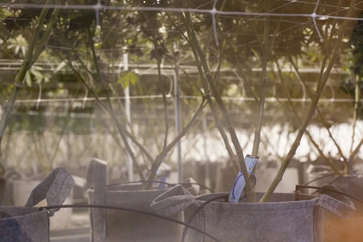 Marijuana Watchdogs Want More Control Over Contaminated Pot