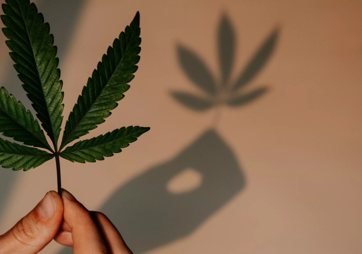 CU Study on Thousands of Twins Dispels Cannabis Gateway Drug Theory