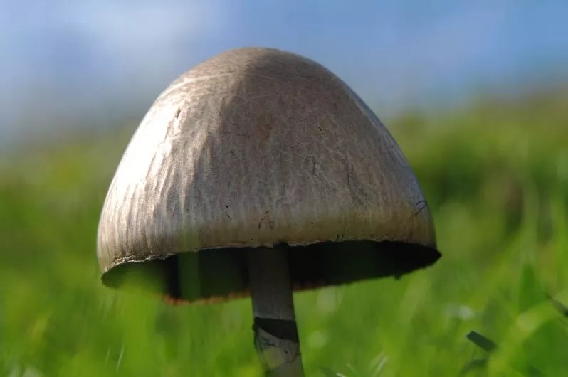 Colorado Senate Approves Prop 122 Psychedelic Advisory Board