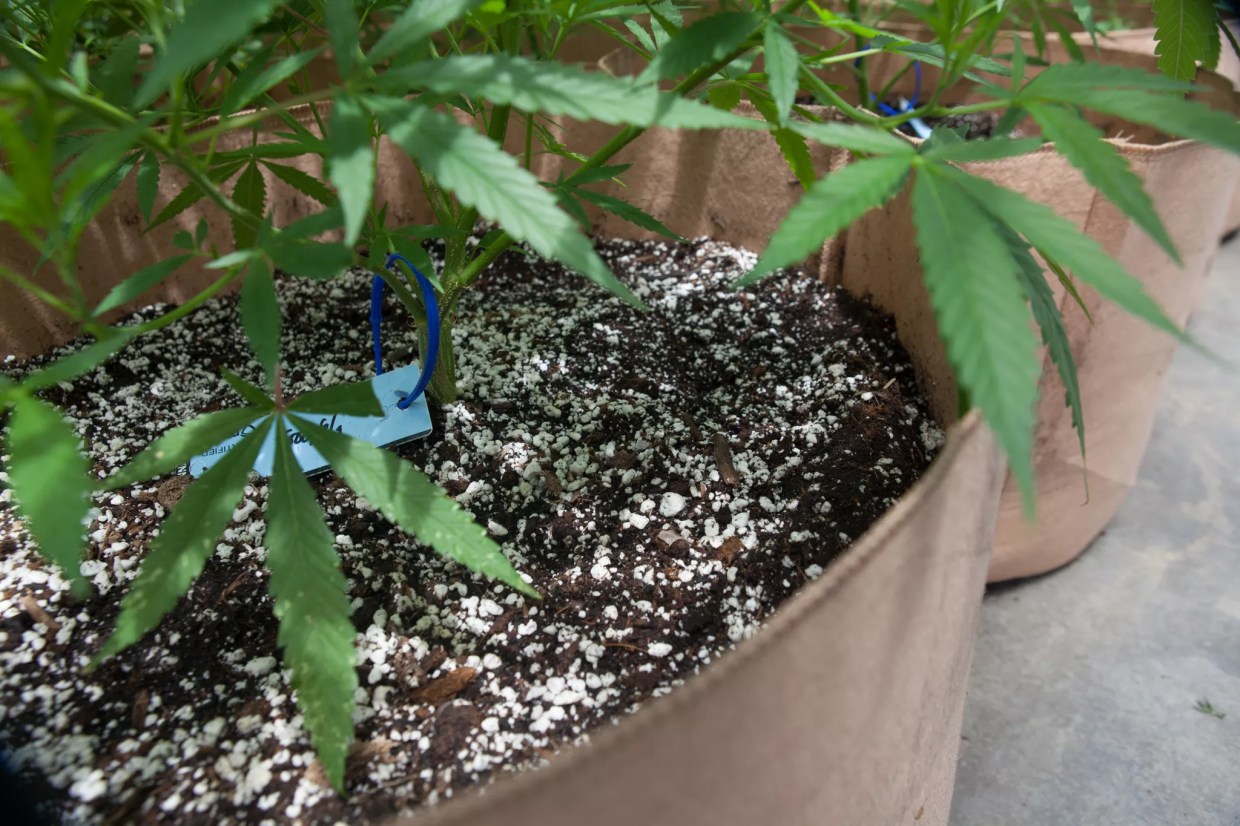 Marijuana Regulators Believe This Bill Will Make Recalls More Effective