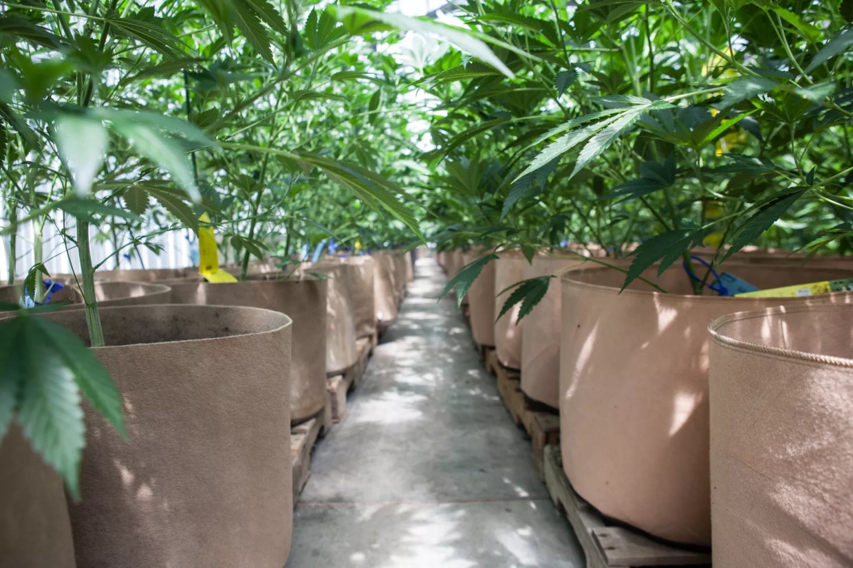 With a Loss in Oklahoma, Is Legal Weed Running Out of Fertile States?