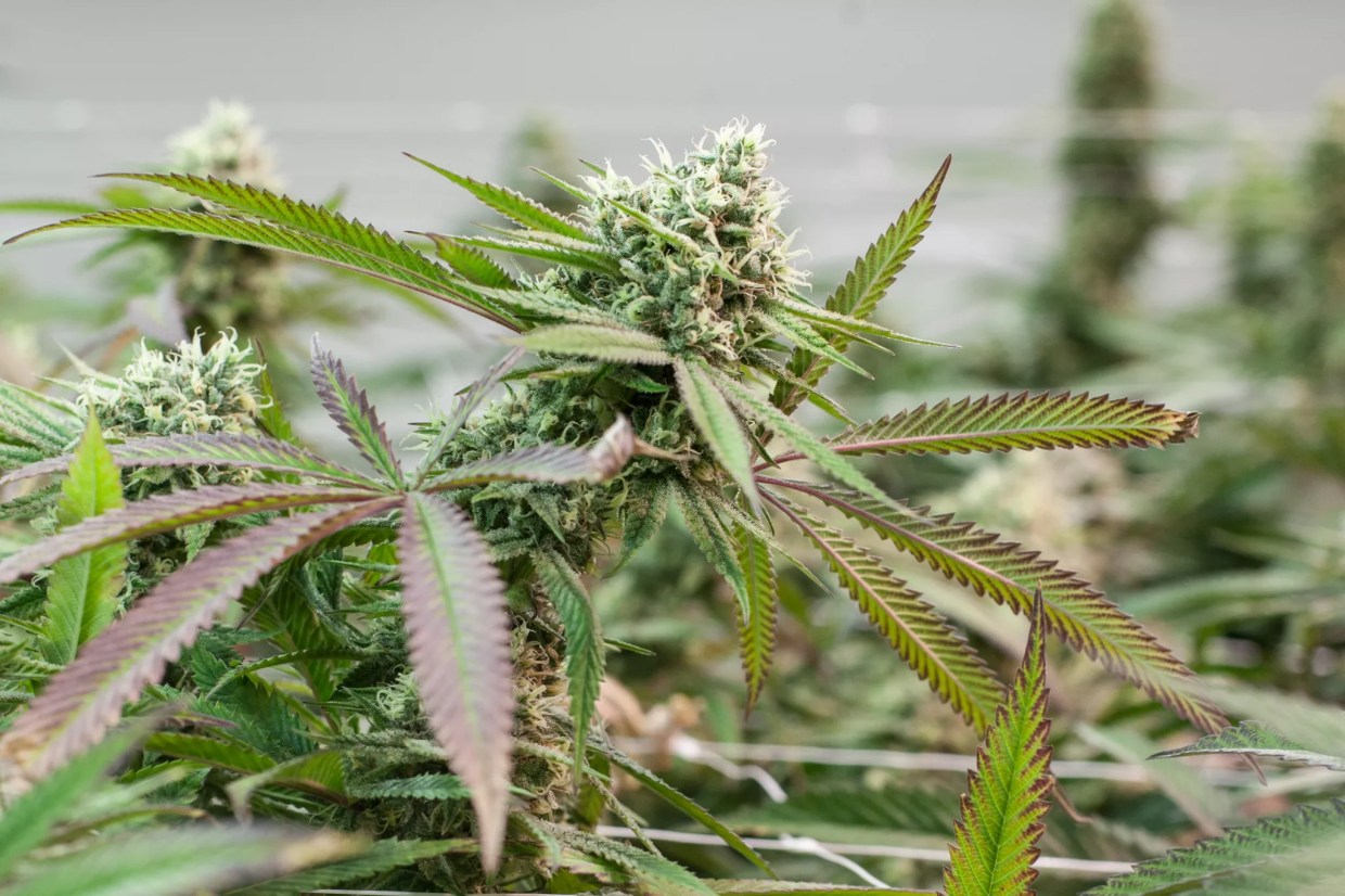 Legal Weed Prices Hit Another Record Low