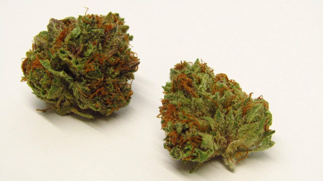 Why Colorado Tokers Love Raspberry Beret