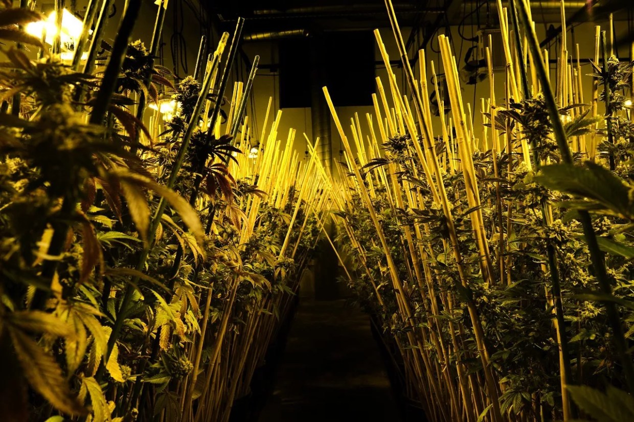 Marijuana Recalls for Veritas, Durango Cannabis Co. Stretch Across Colorado