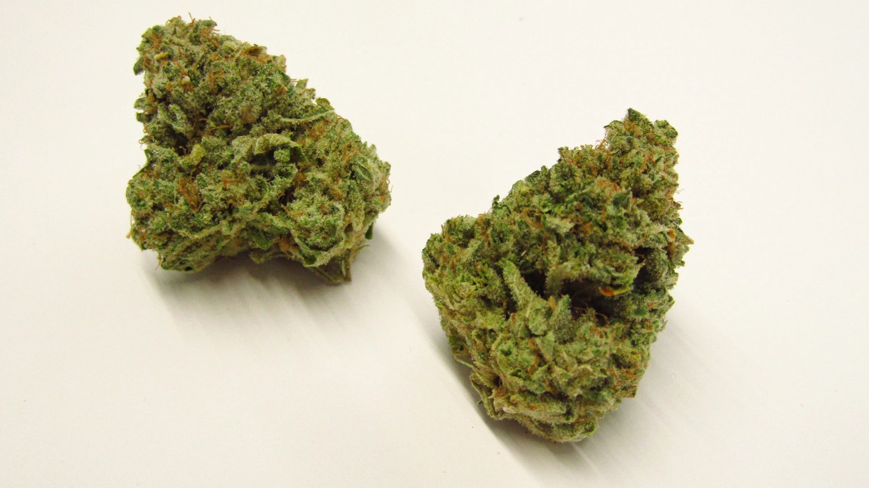 Why Colorado Tokers Love Rainbow Belts