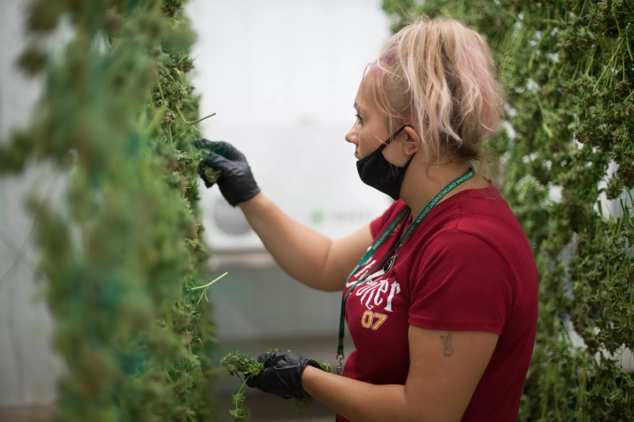 Colorado Marijuana Workforce Drops Nearly 30 Percent