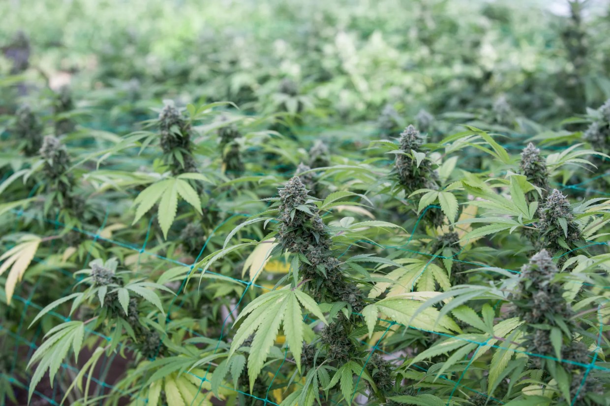 Latest Marijuana Recall Hits Ten Dispensaries