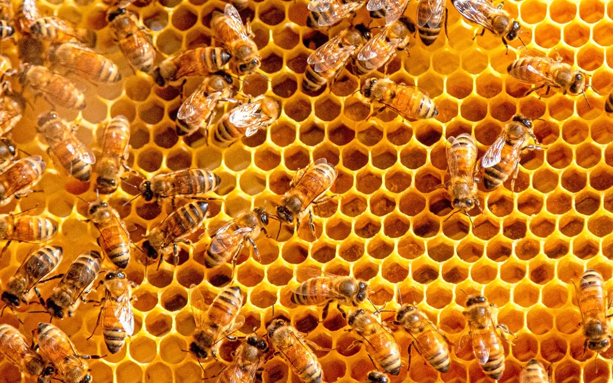 Bee Here Now: Capella Ranch Has a Honey of an Idea