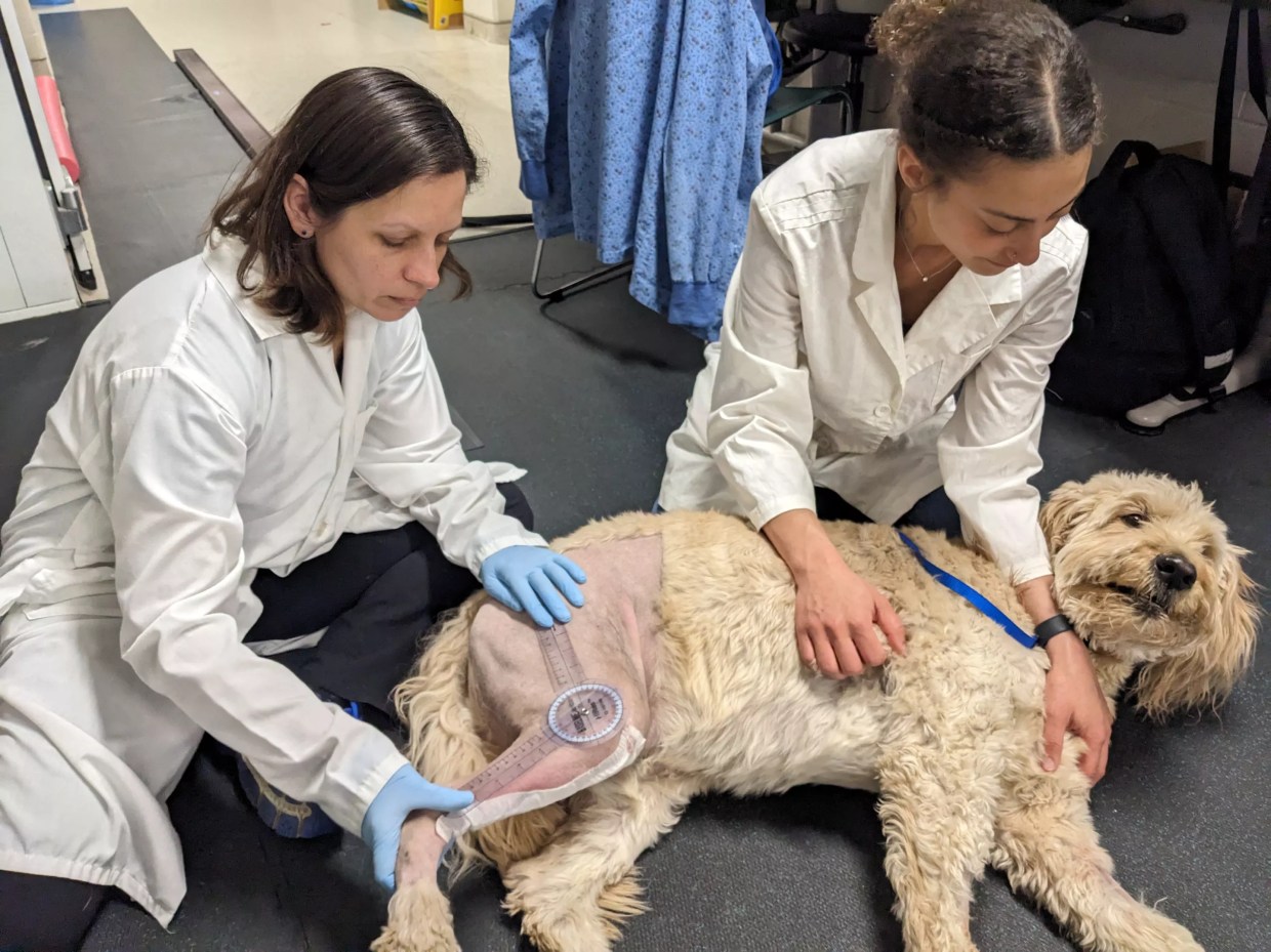 Morris Animal Foundation Studying CBD’s Post-Op Effect on Dogs