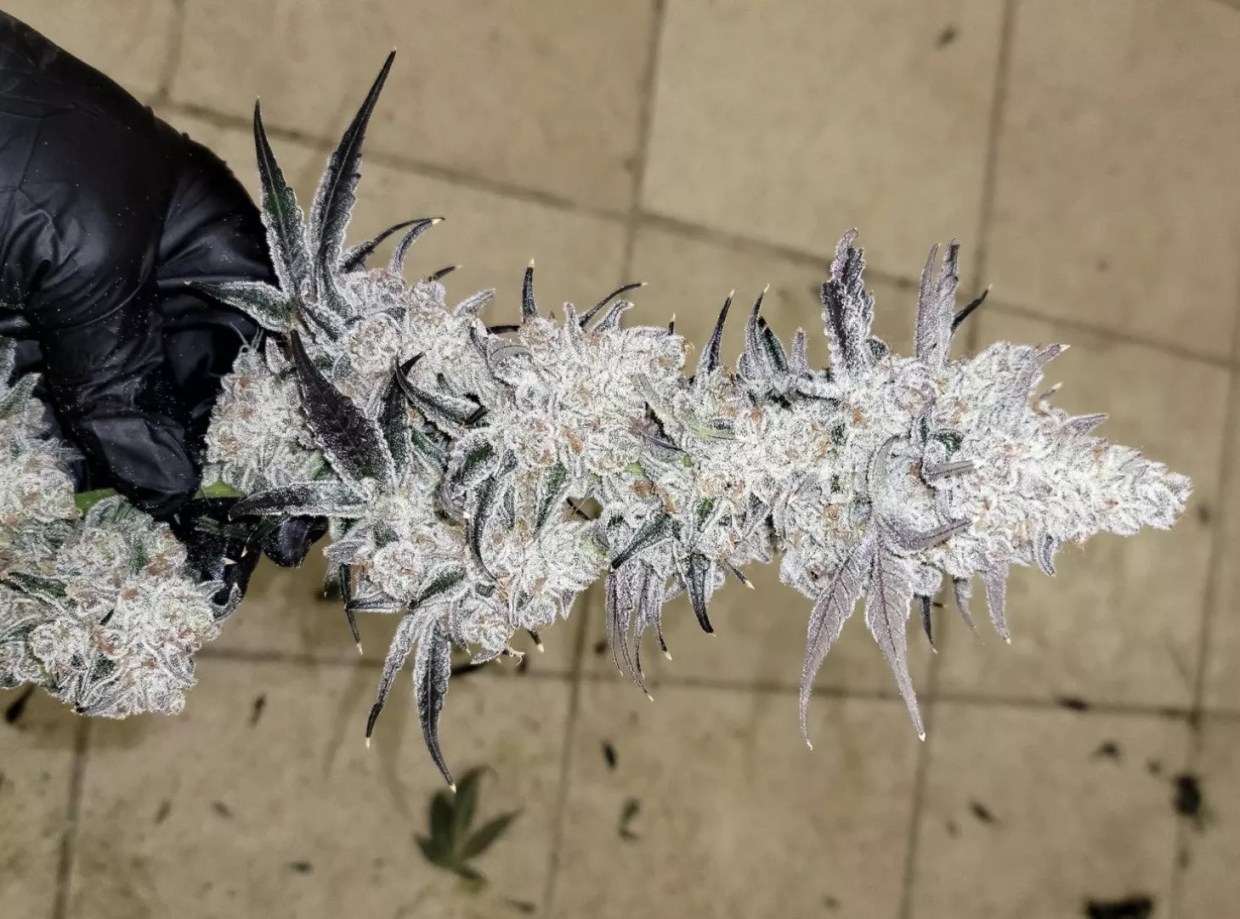 In the Wild West of Weed, Mile High Dave Bets on Himself