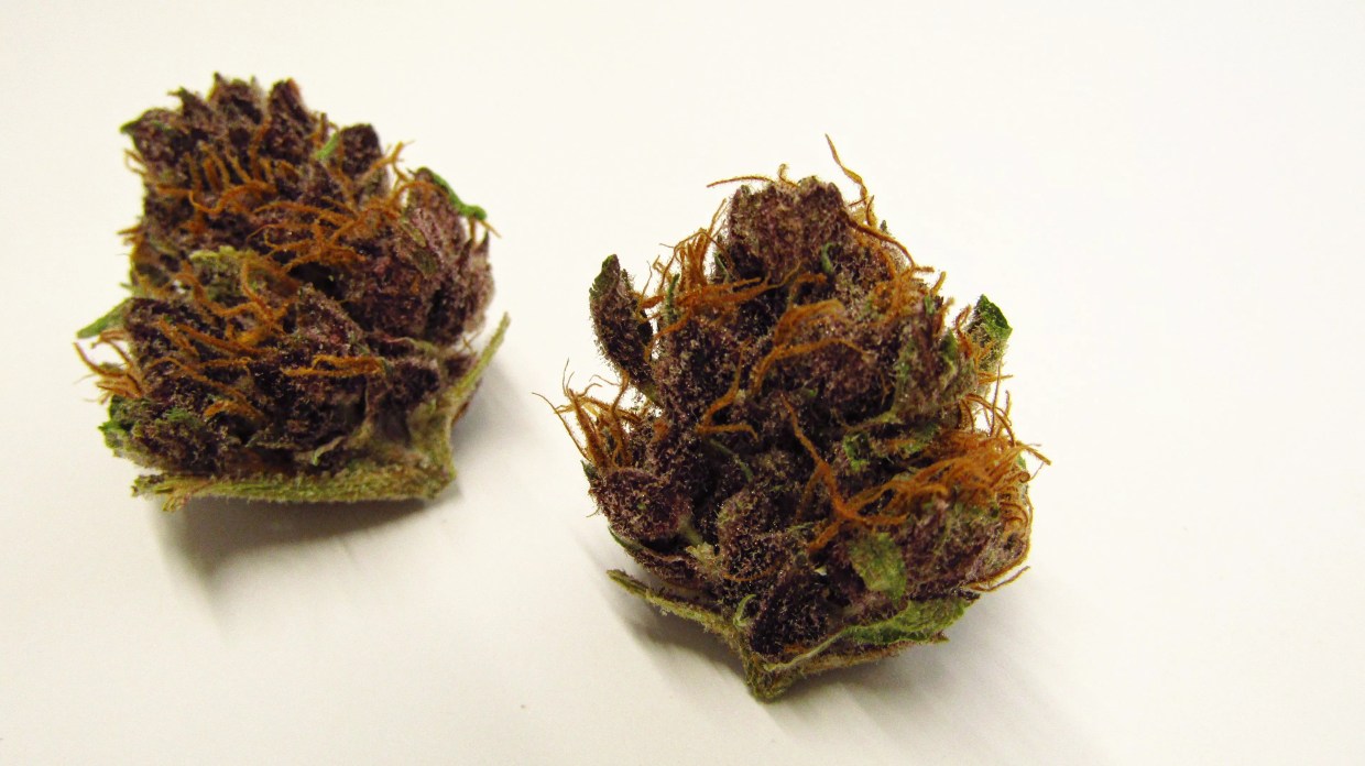 Why Colorado Tokers Love Poontang Pie