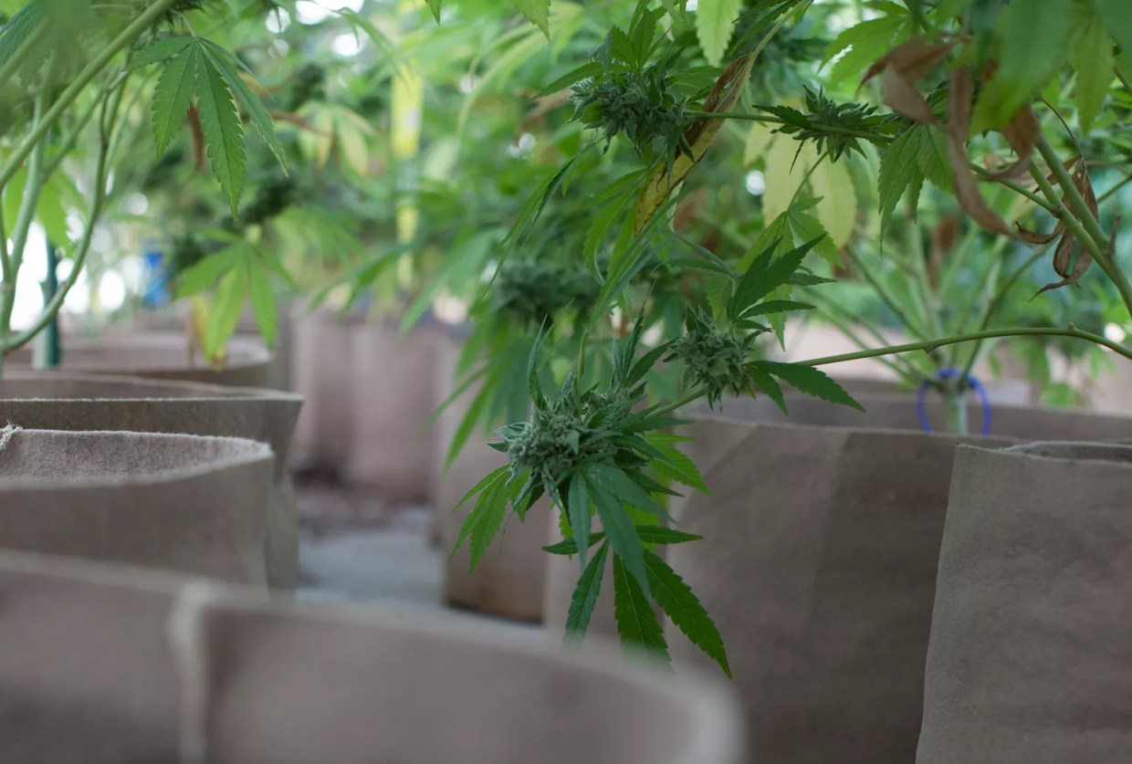 State Warns Marijuana Growers After “Many Examples” of Attempts to Cheat Testing