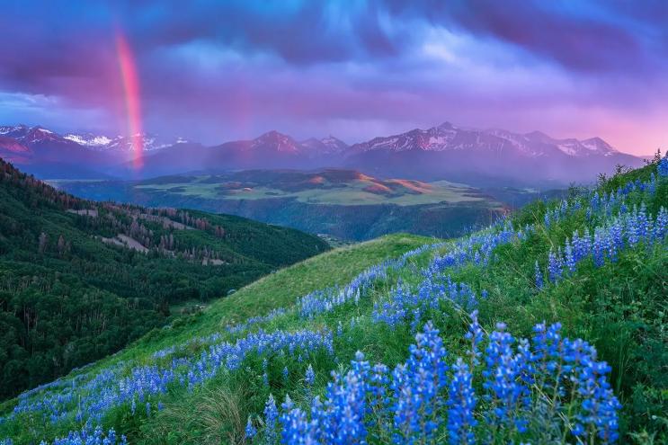 mountain landscape with flowers