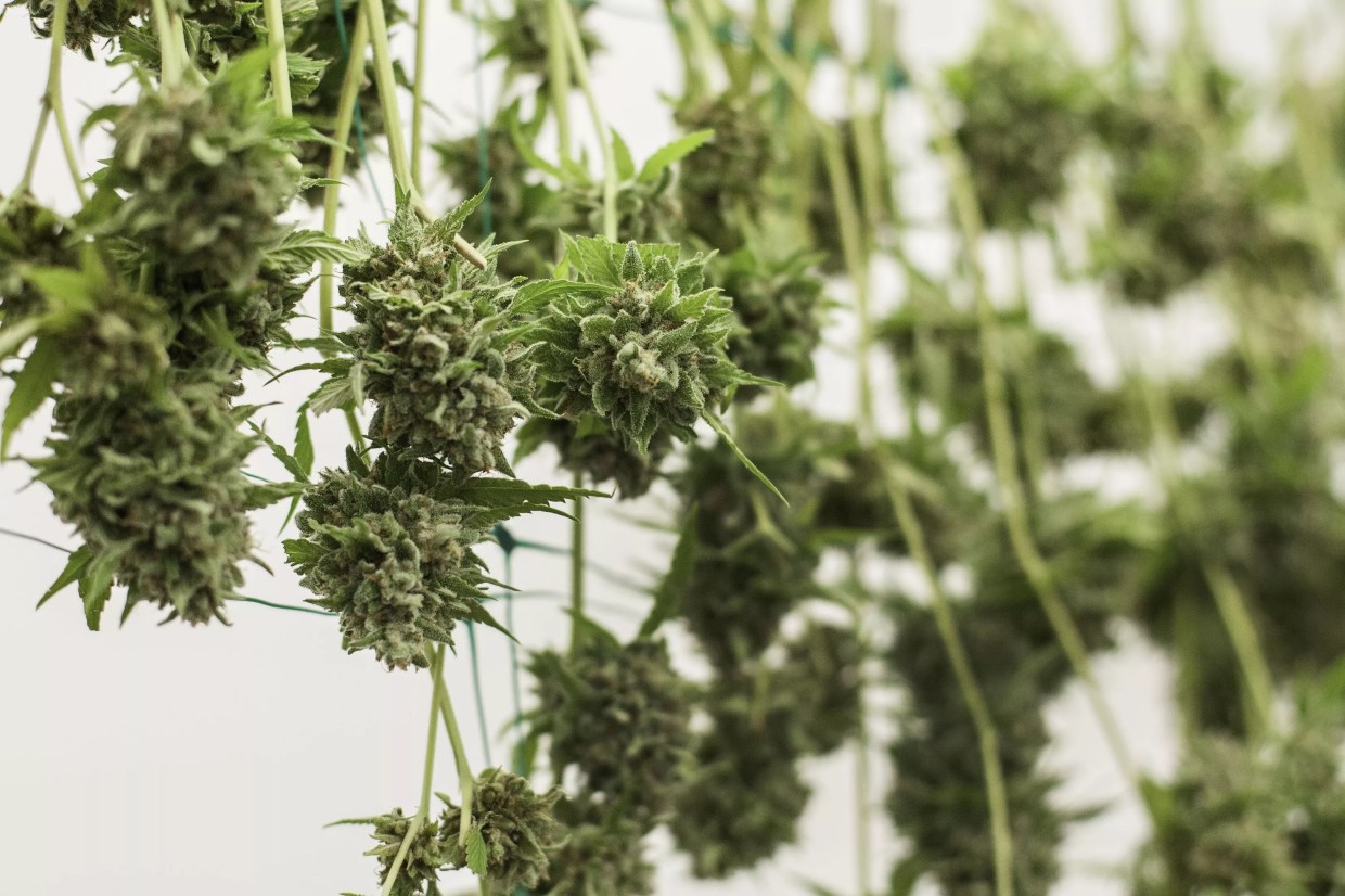 Latest Marijuana Recall Hits Fort Collins and Longmont